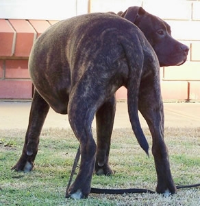 DDDawgs Original Sin